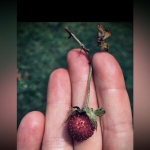 Meet your Posher, Poirot